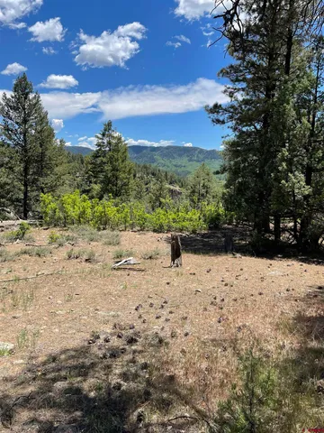 a view of a dry yard with lots of trees