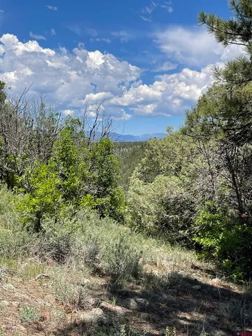 a view of a dry yard with wooden fence