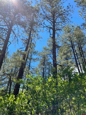 a view of a tree with a yard