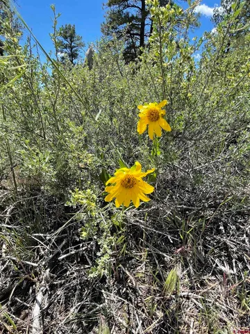 $650,000 | 160 West Pagosa Springs, Pagosa Springs, CO 81147
