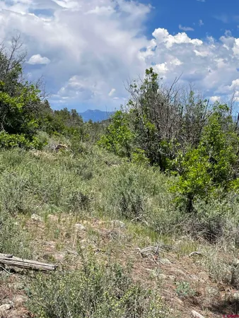 a view of a bunch of trees and bushes
