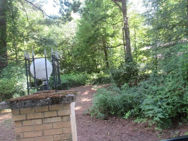 a view of a yard with plants and large trees