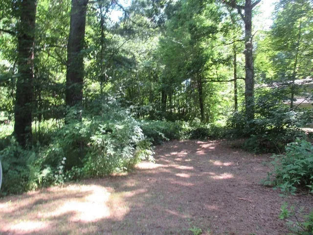 a view of a forest with trees