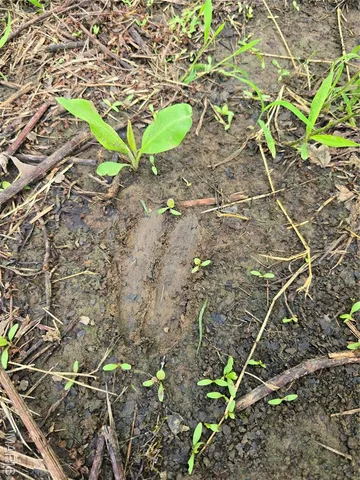 $94,500 | 3 Cedar Hollow Road, Fletcher, MO 63030