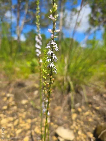 $94,500 | 3 Cedar Hollow Road, Fletcher, MO 63030