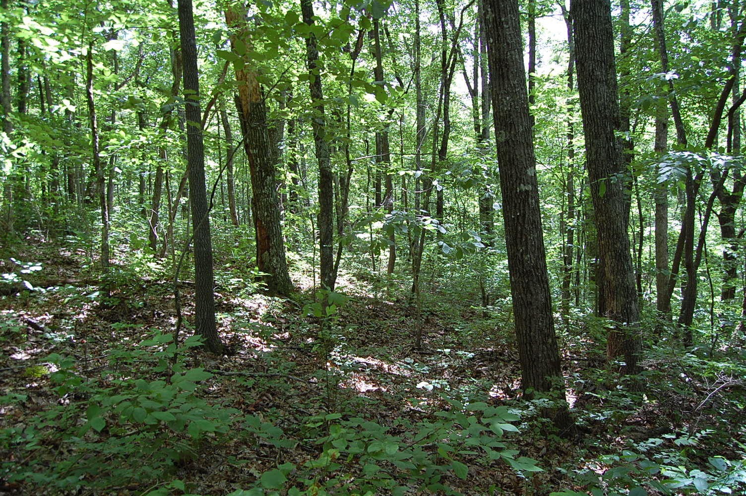 16 Sunbeam Lake Loop Road Dunlap, TN 37327 - Photo 15 of 22 Gallery Image 15