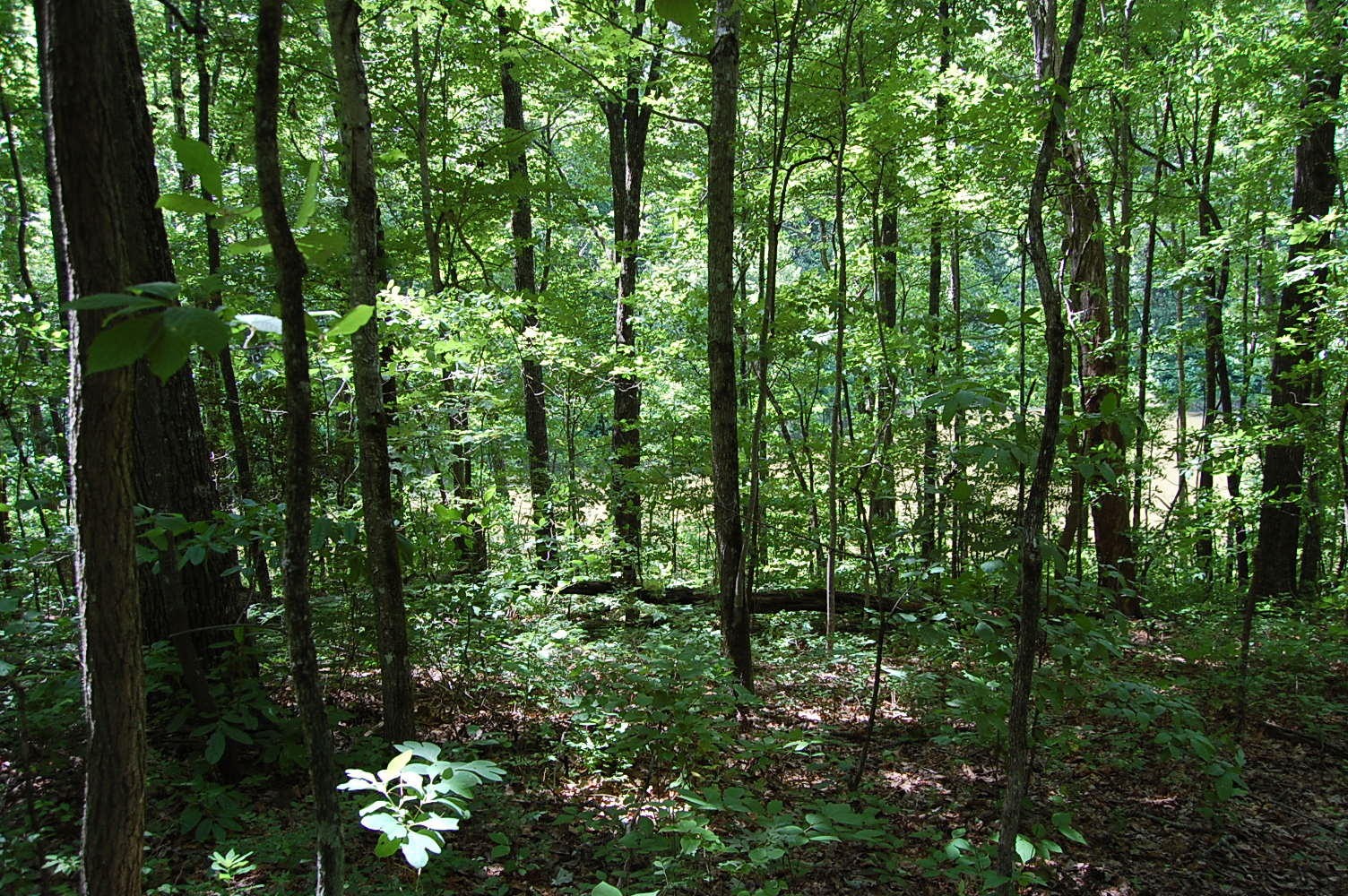 16 Sunbeam Lake Loop Road Dunlap, TN 37327 - Photo 16 of 22 Gallery Image 16
