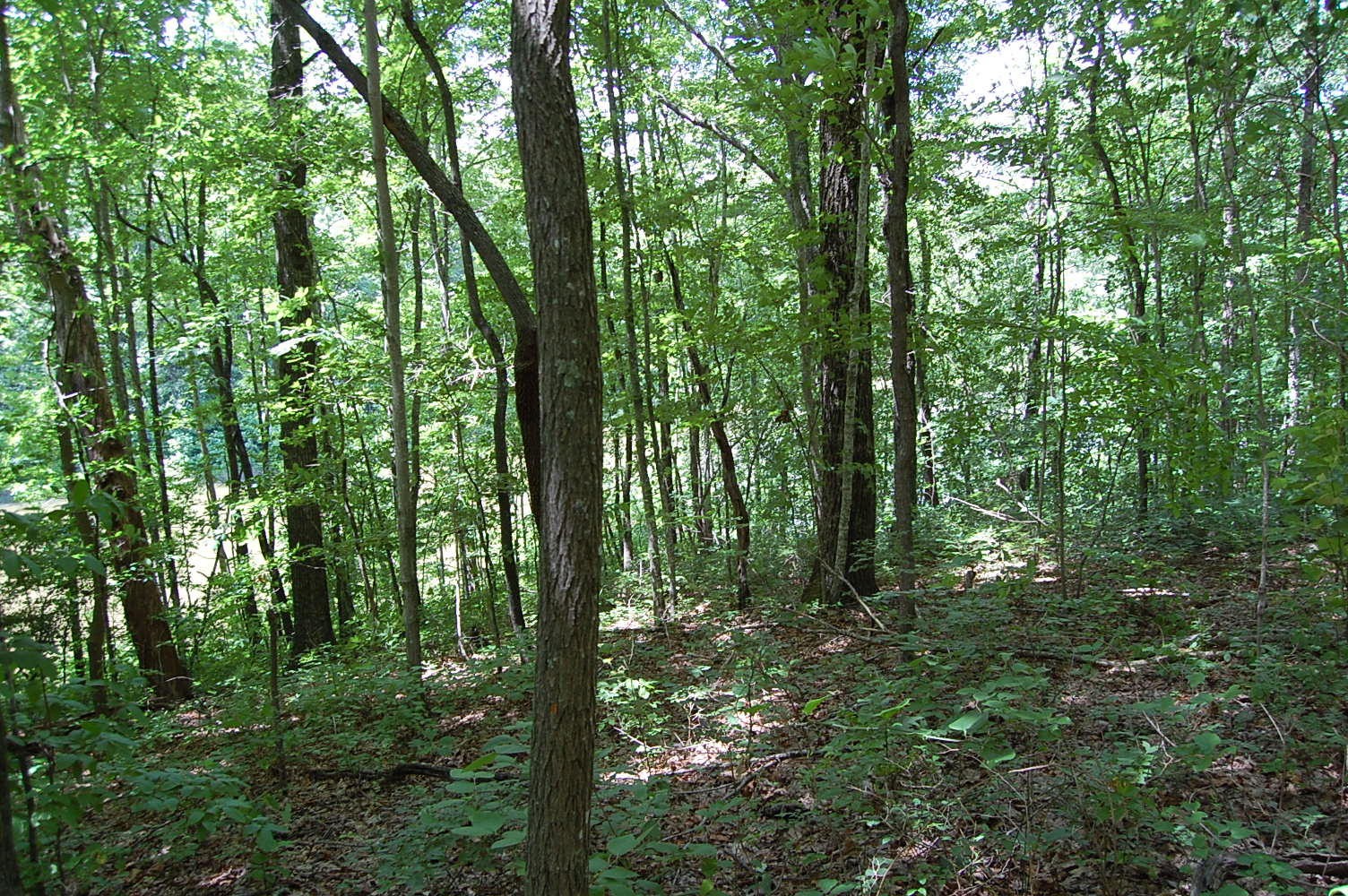 16 Sunbeam Lake Loop Road Dunlap, TN 37327 - Photo 17 of 22 Gallery Image 17