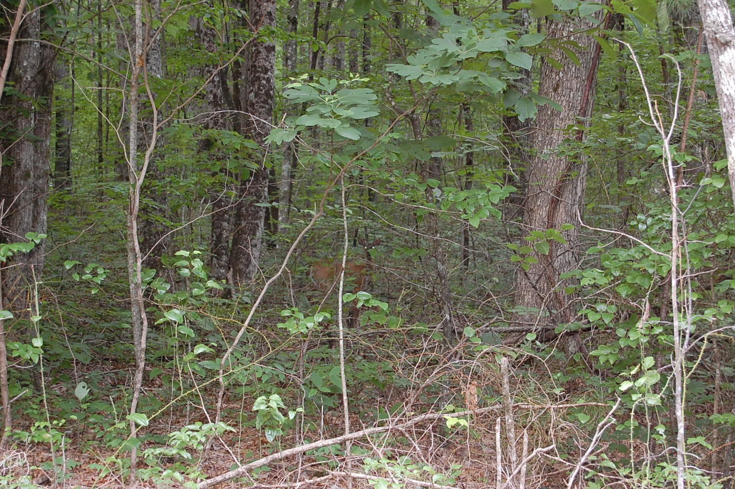 16 Sunbeam Lake Loop Road Dunlap, TN 37327 - Photo 2 of 22 Gallery Image 2