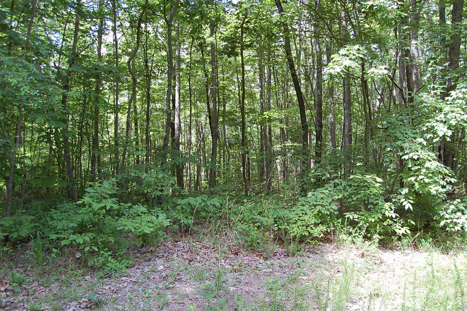 16 Sunbeam Lake Loop Road Dunlap, TN 37327 - Photo 3 of 22 Gallery Image 3