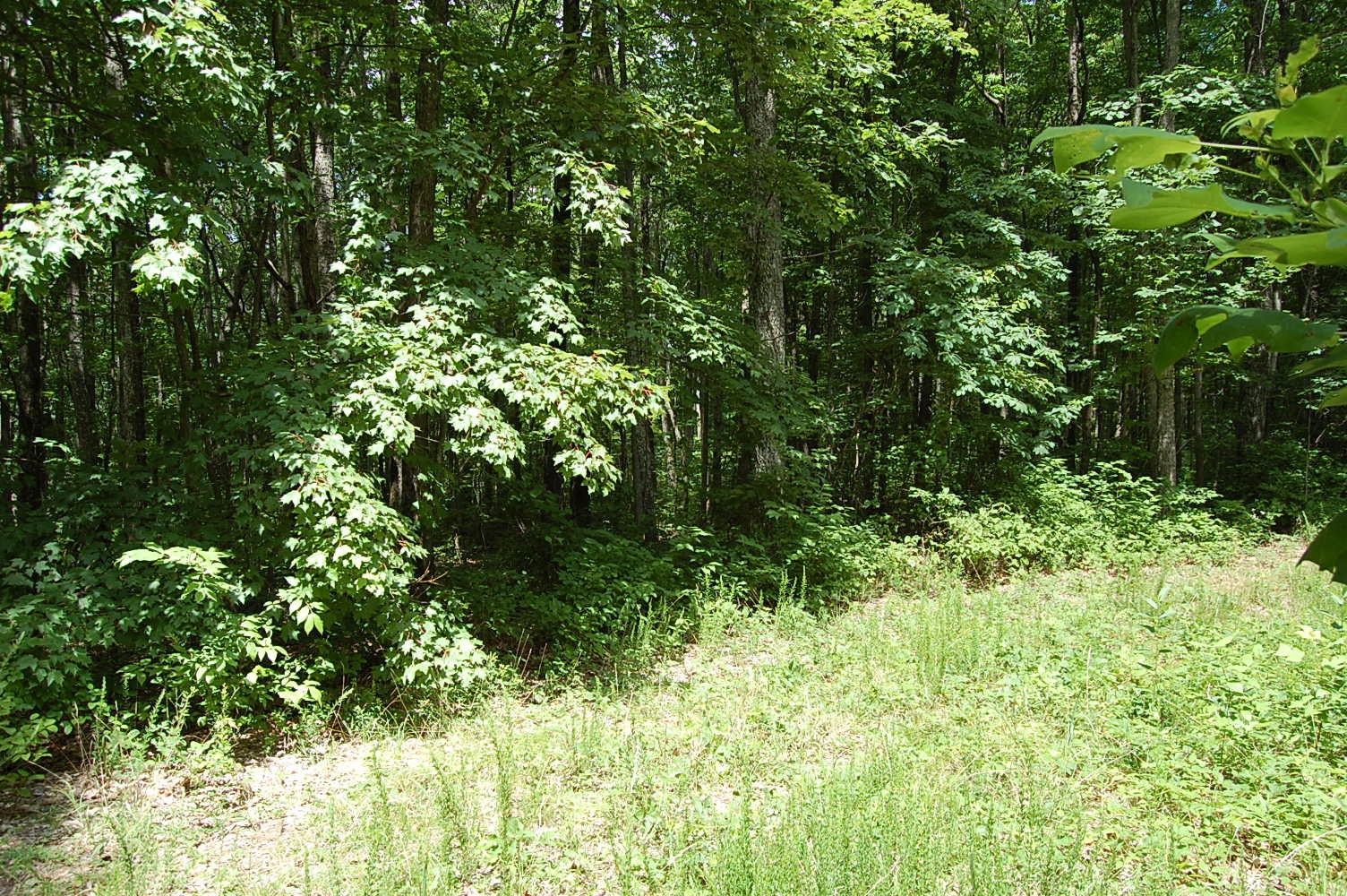 16 Sunbeam Lake Loop Road Dunlap, TN 37327 - Photo 4 of 22 Gallery Image 4