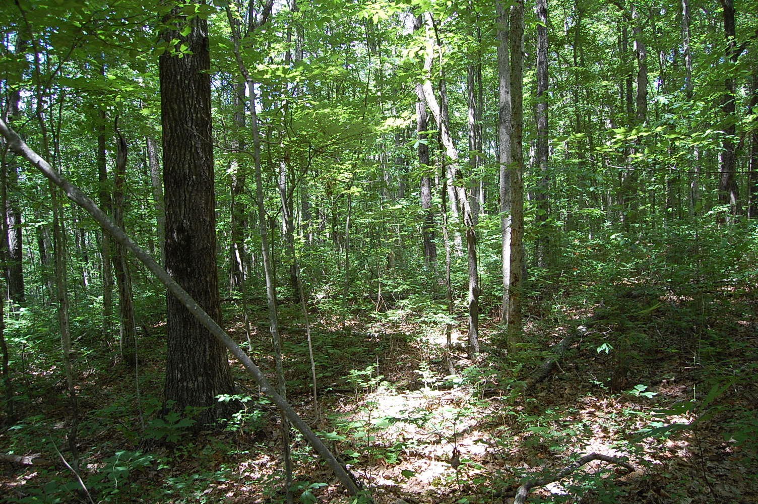 16 Sunbeam Lake Loop Road Dunlap, TN 37327 - Photo 5 of 22 Gallery Image 5