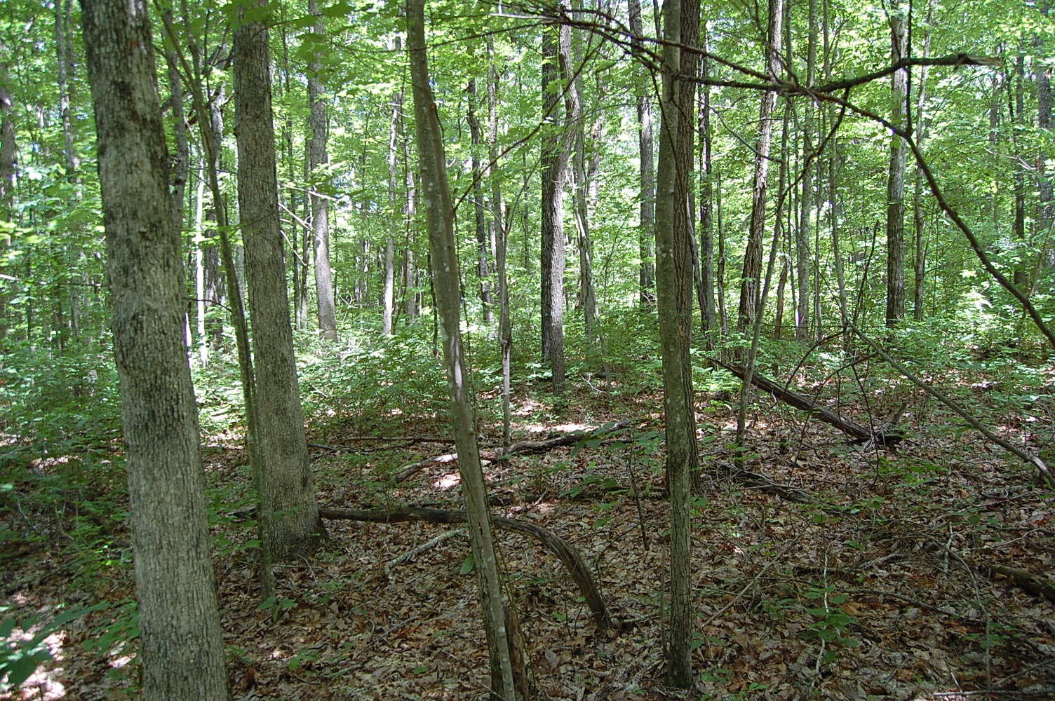 16 Sunbeam Lake Loop Road Dunlap, TN 37327 - Photo 6 of 22 Gallery Image 6
