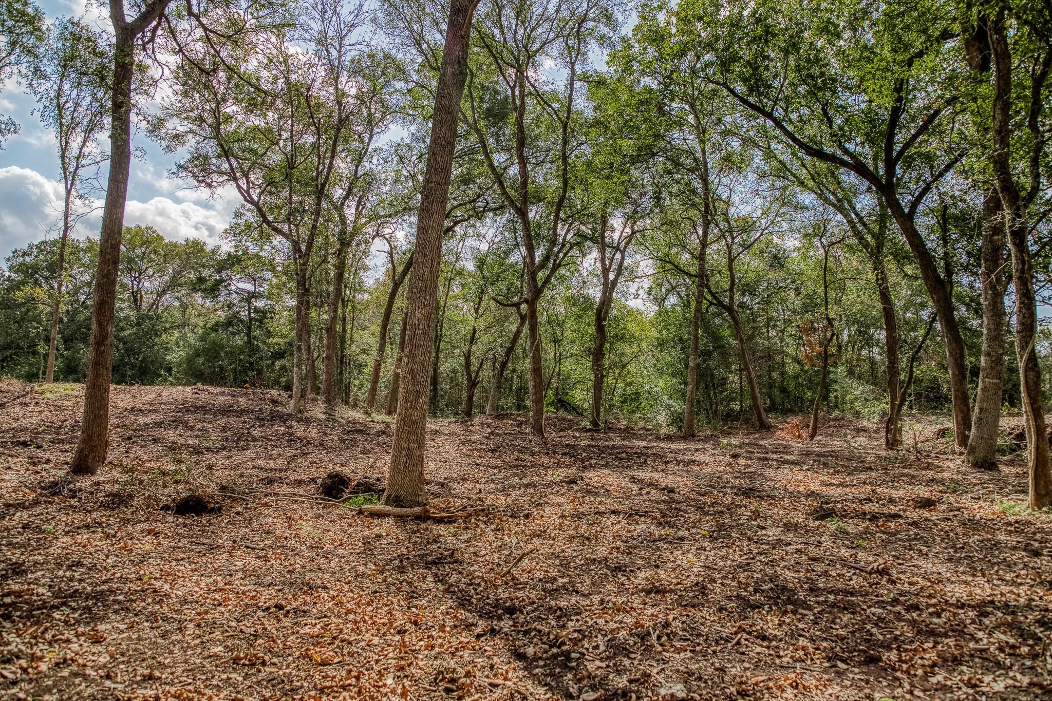 0 Sun Oil Road Brenham, TX 77833 - Photo 15 of 26 a view of a forest with trees in the background