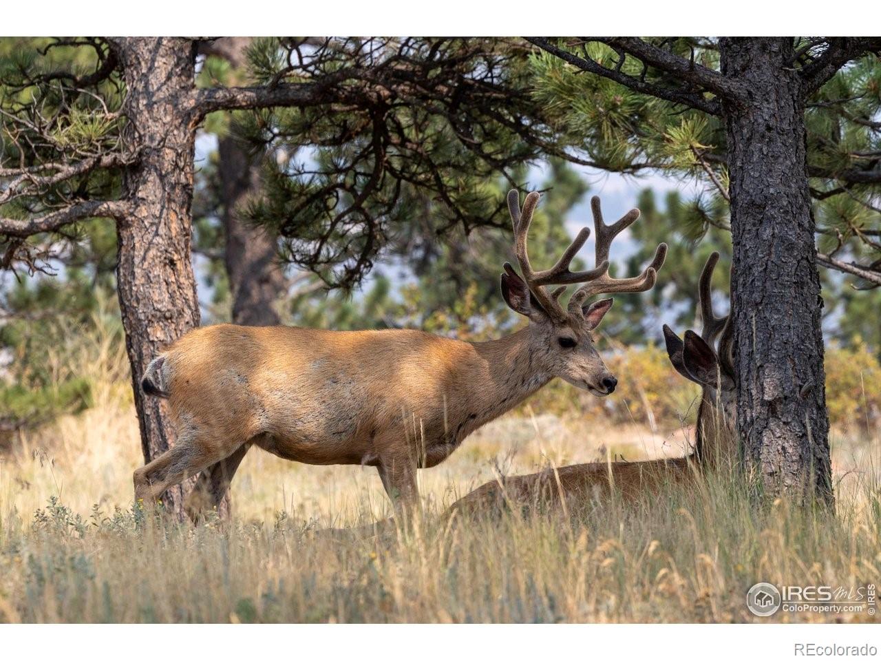 3535 Eagle Ridge Road Longmont, CO 80503 - Photo 4 of 40