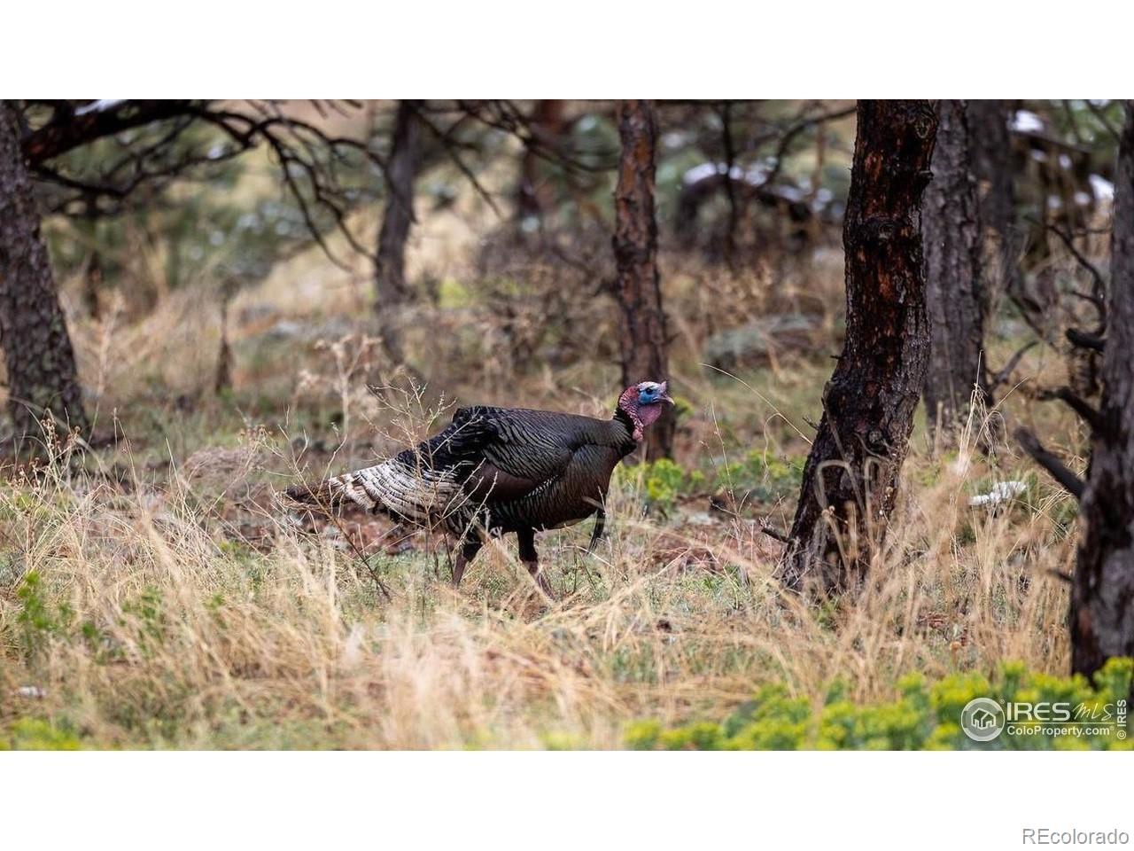 3535 Eagle Ridge Road Longmont, CO 80503 - Photo 6 of 40