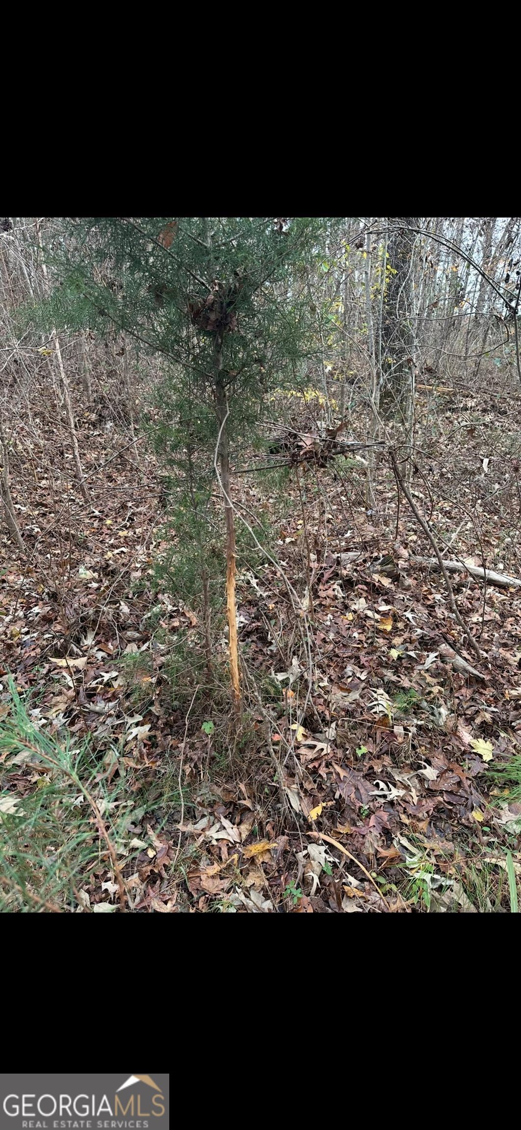 0 Carrs Station Road Sparta, GA 31087 - Photo 42 of 49