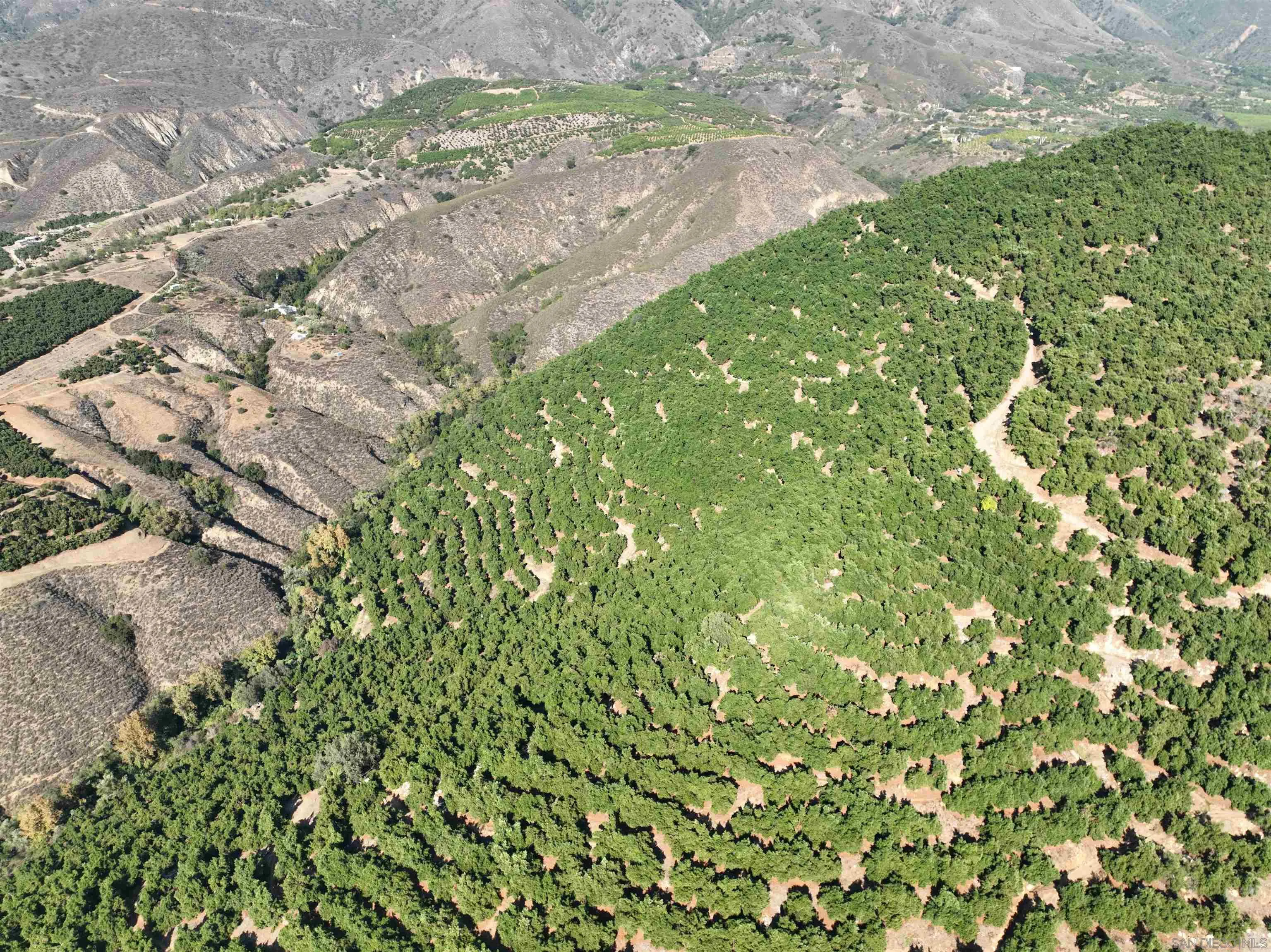 32375 Sams Mountain Road, Unit 31 Pauma Valley, CA 92061 - Photo 4 of 10 a view of a yard with a tree