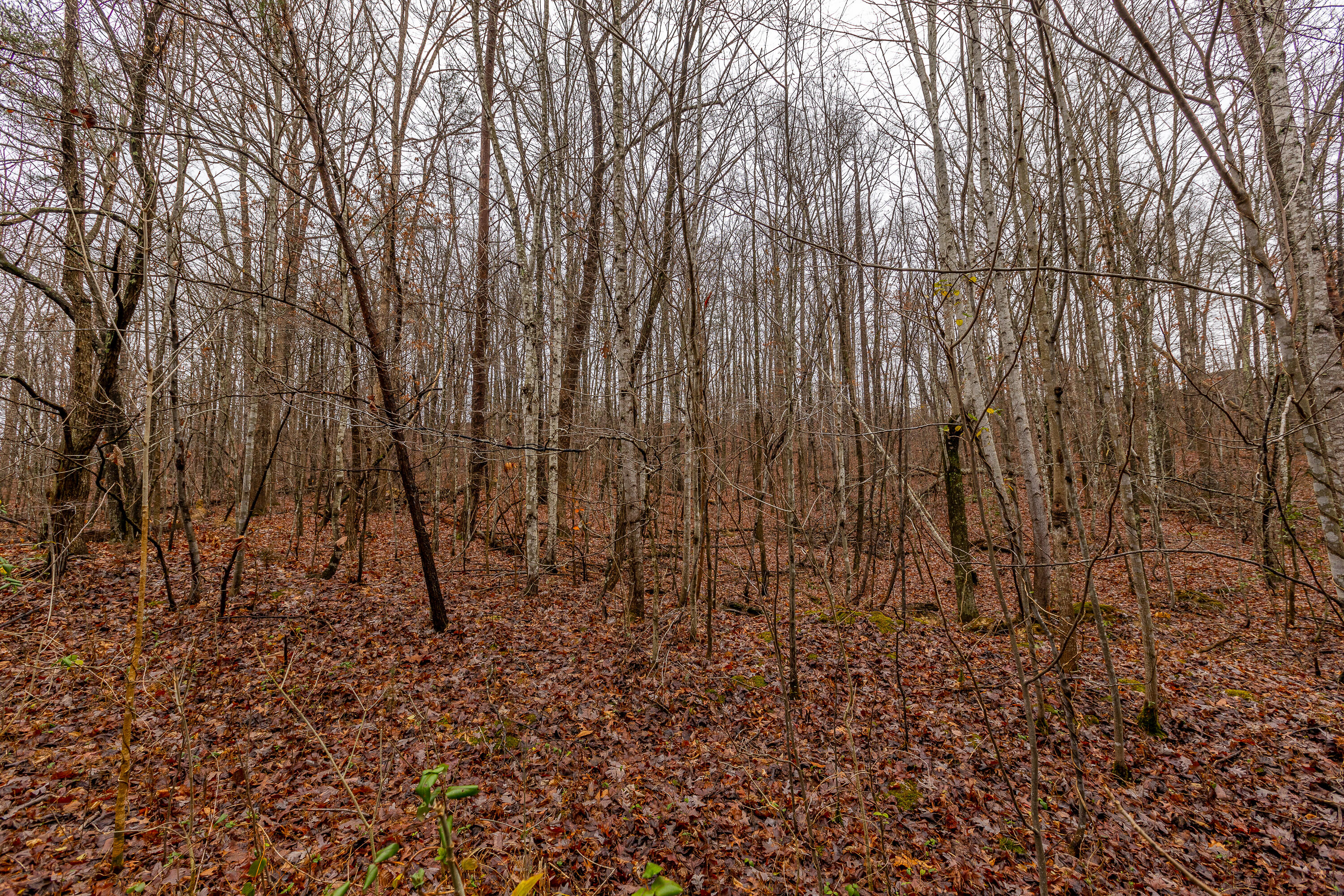 423 Gabbard Road Berea, KY 40403 - Photo 1 of 49 1