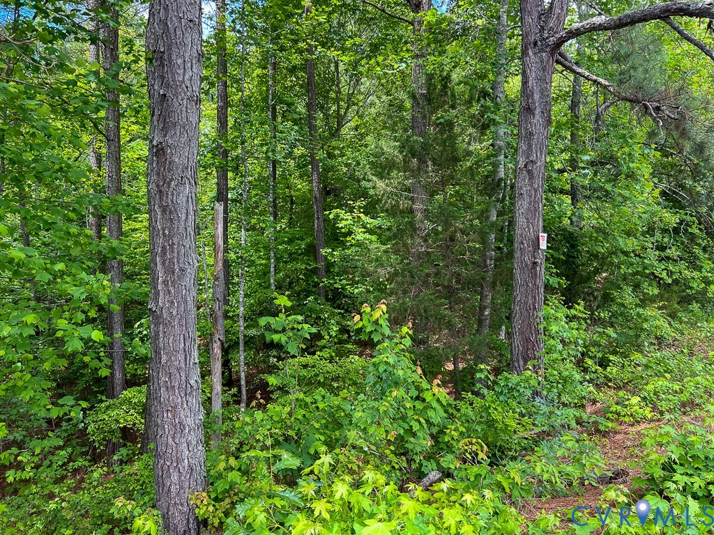 32082 Sparta Road Milford, VA 22514 - Photo 14 of 39 a view of forest