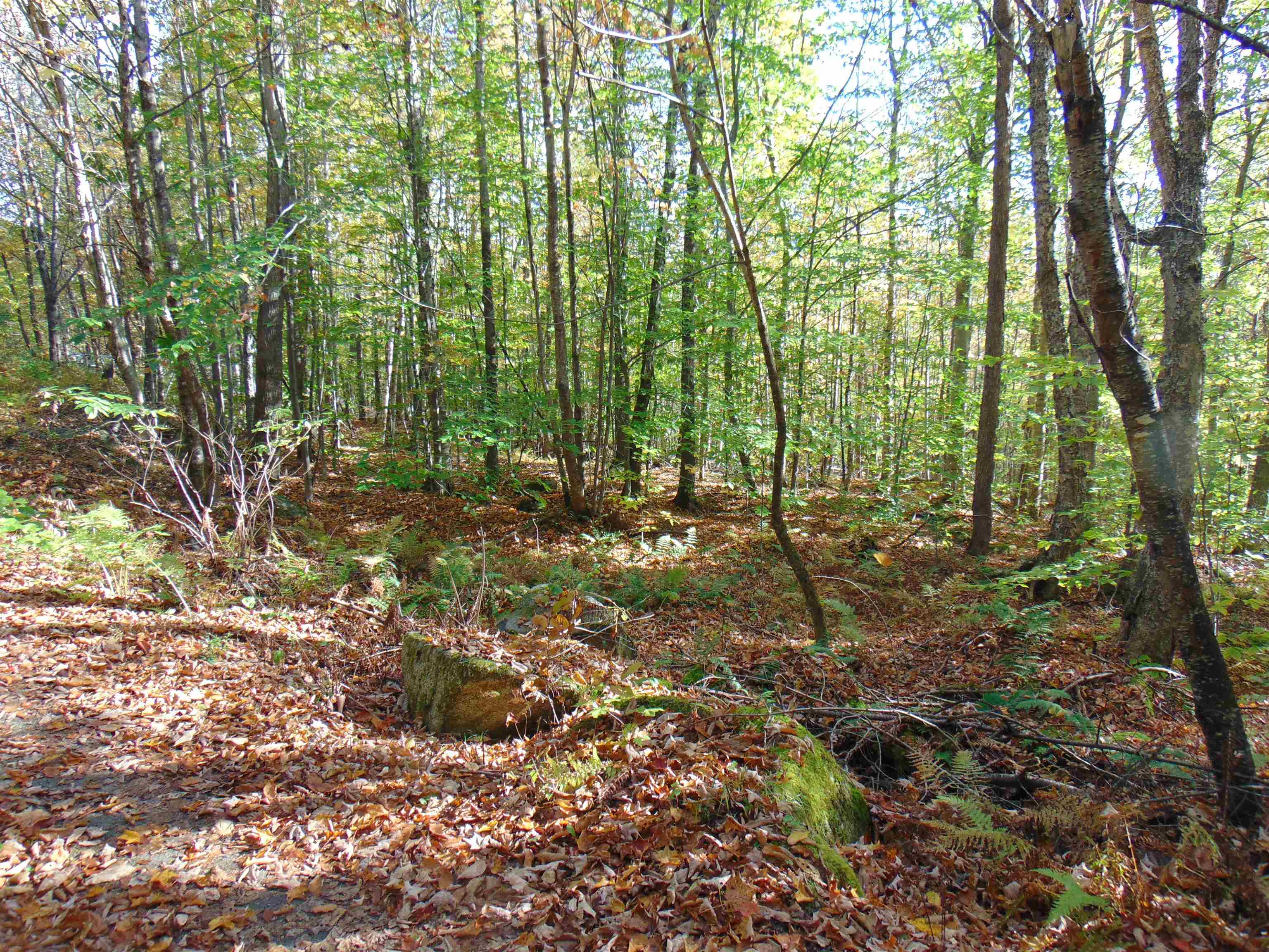 0 Wilderness Road, Unit 2 25 ACRES Lunenburg, VT 05906 - Photo 12 of 16