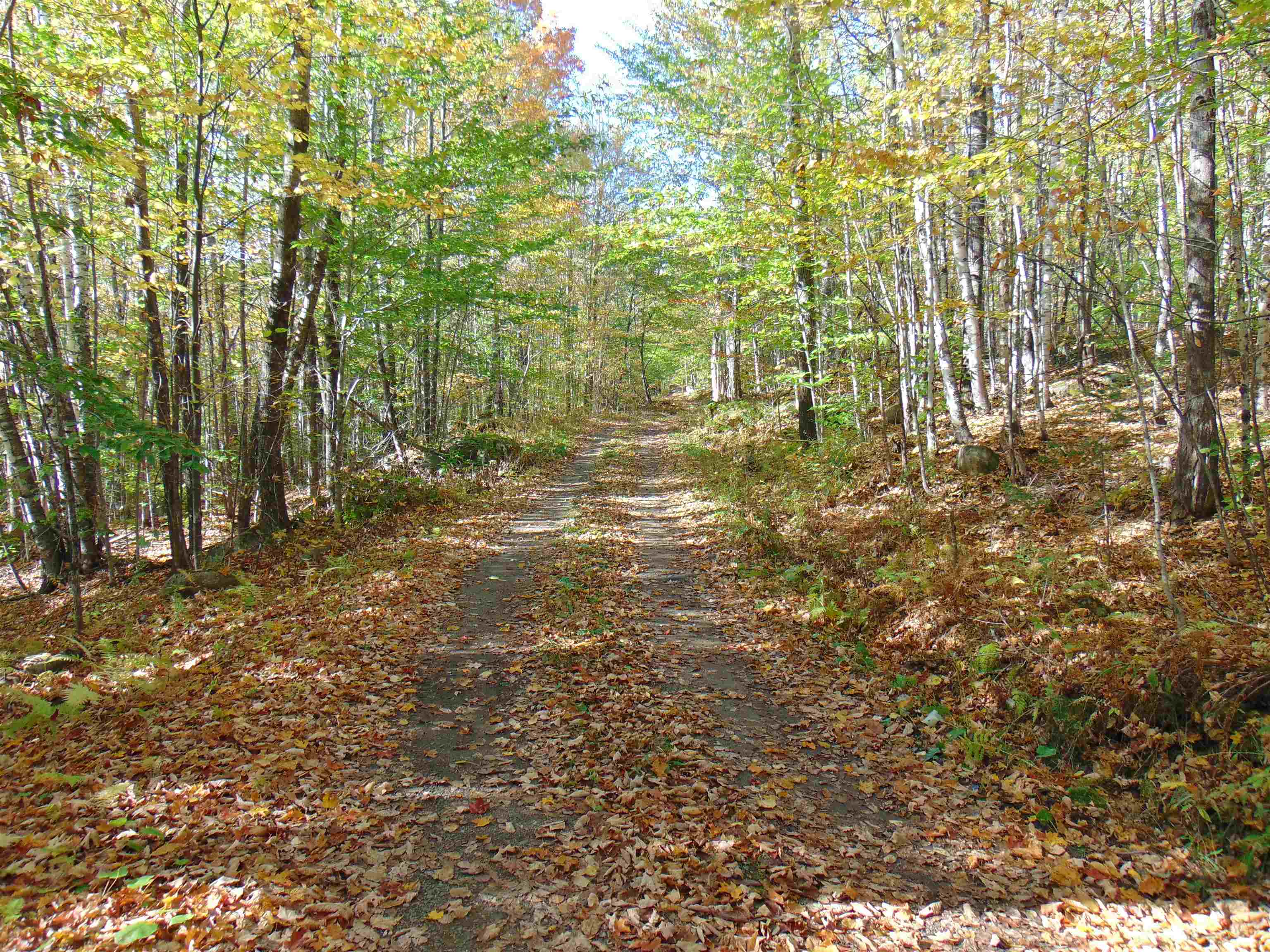 0 Wilderness Road, Unit 2 25 ACRES Lunenburg, VT 05906 - Photo 14 of 16