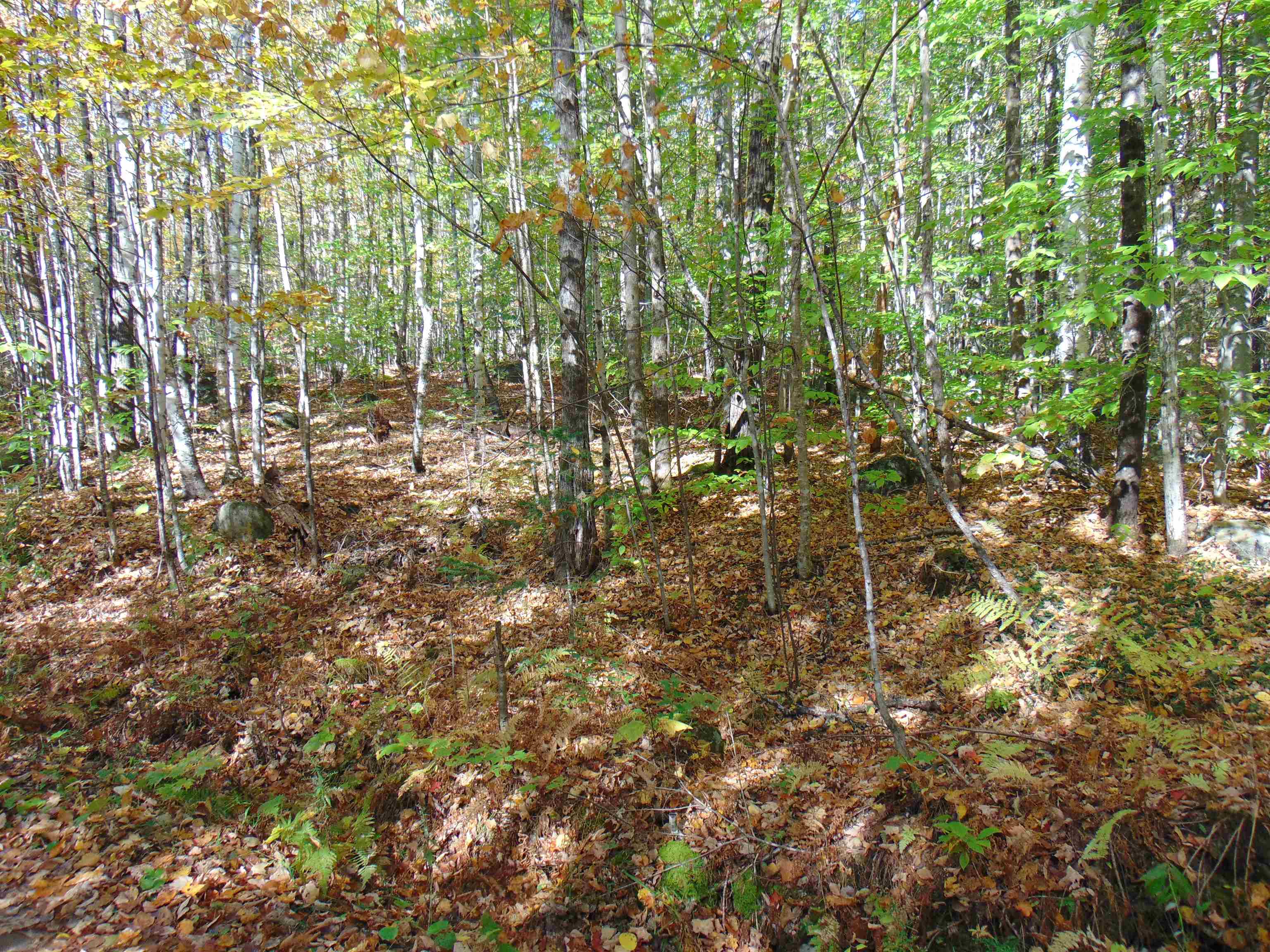 0 Wilderness Road, Unit 2 25 ACRES Lunenburg, VT 05906 - Photo 15 of 16