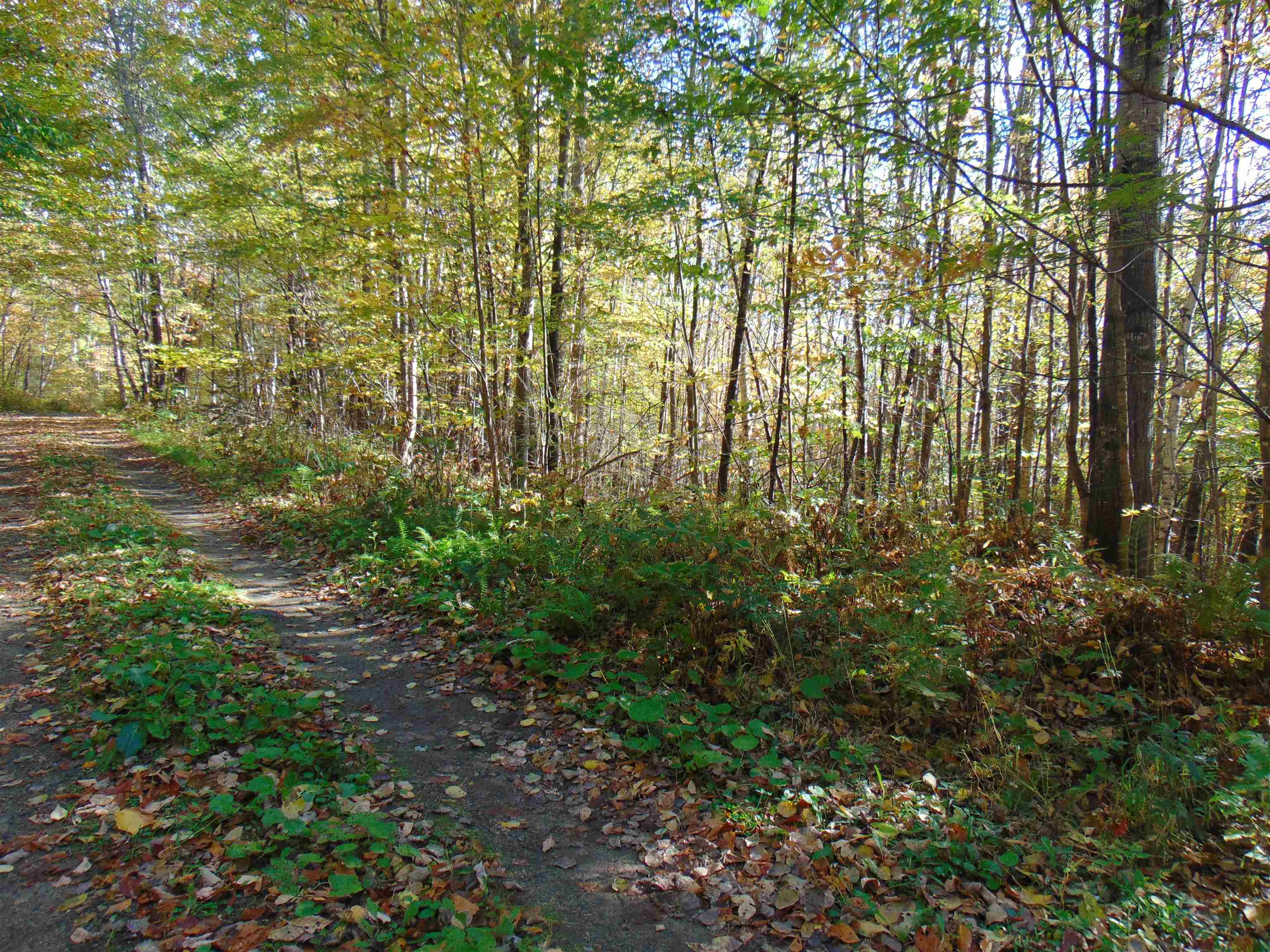 0 Wilderness Road, Unit 2 25 ACRES Lunenburg, VT 05906 - Photo 2 of 16