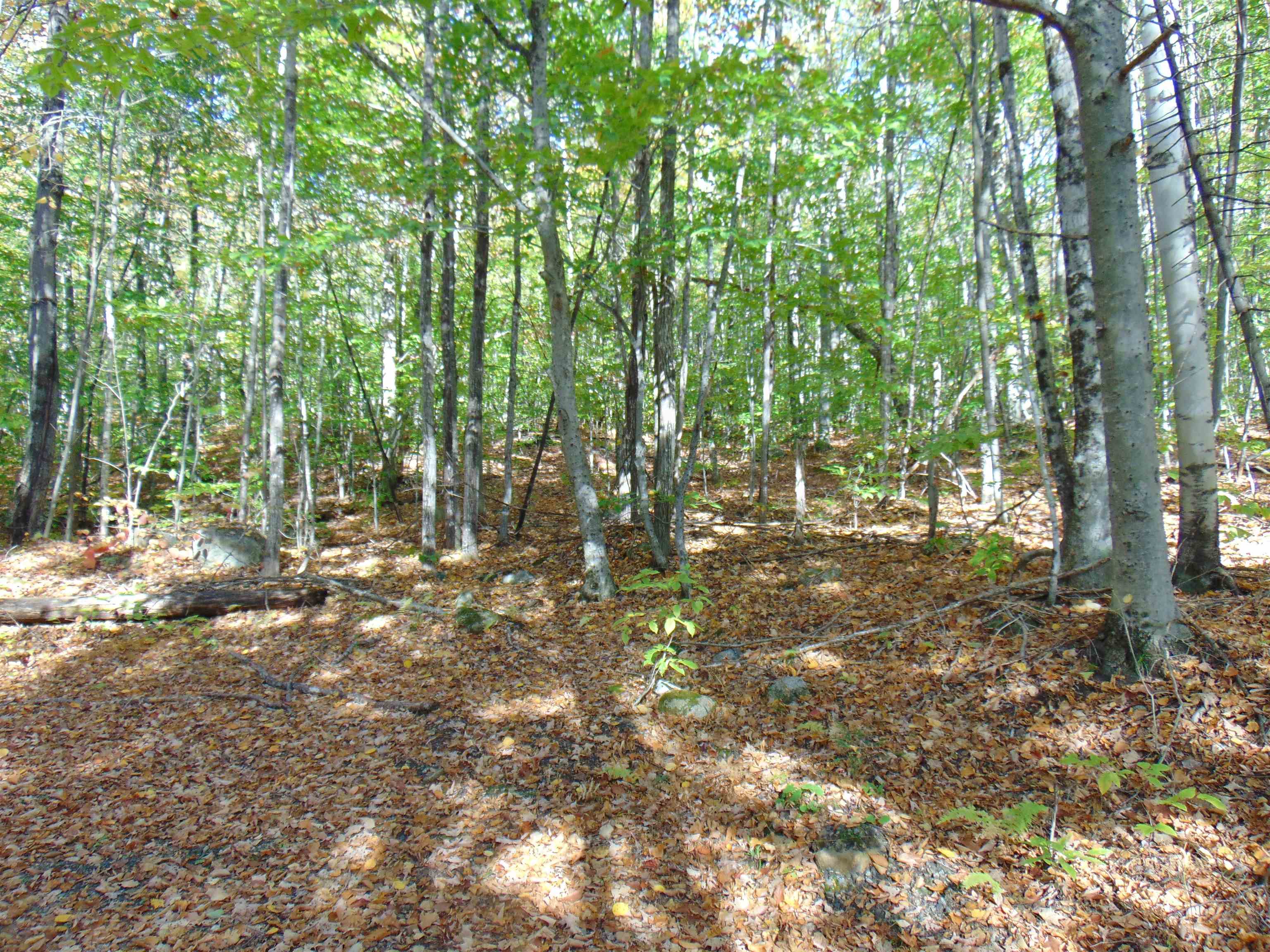 0 Wilderness Road, Unit 2 25 ACRES Lunenburg, VT 05906 - Photo 5 of 16