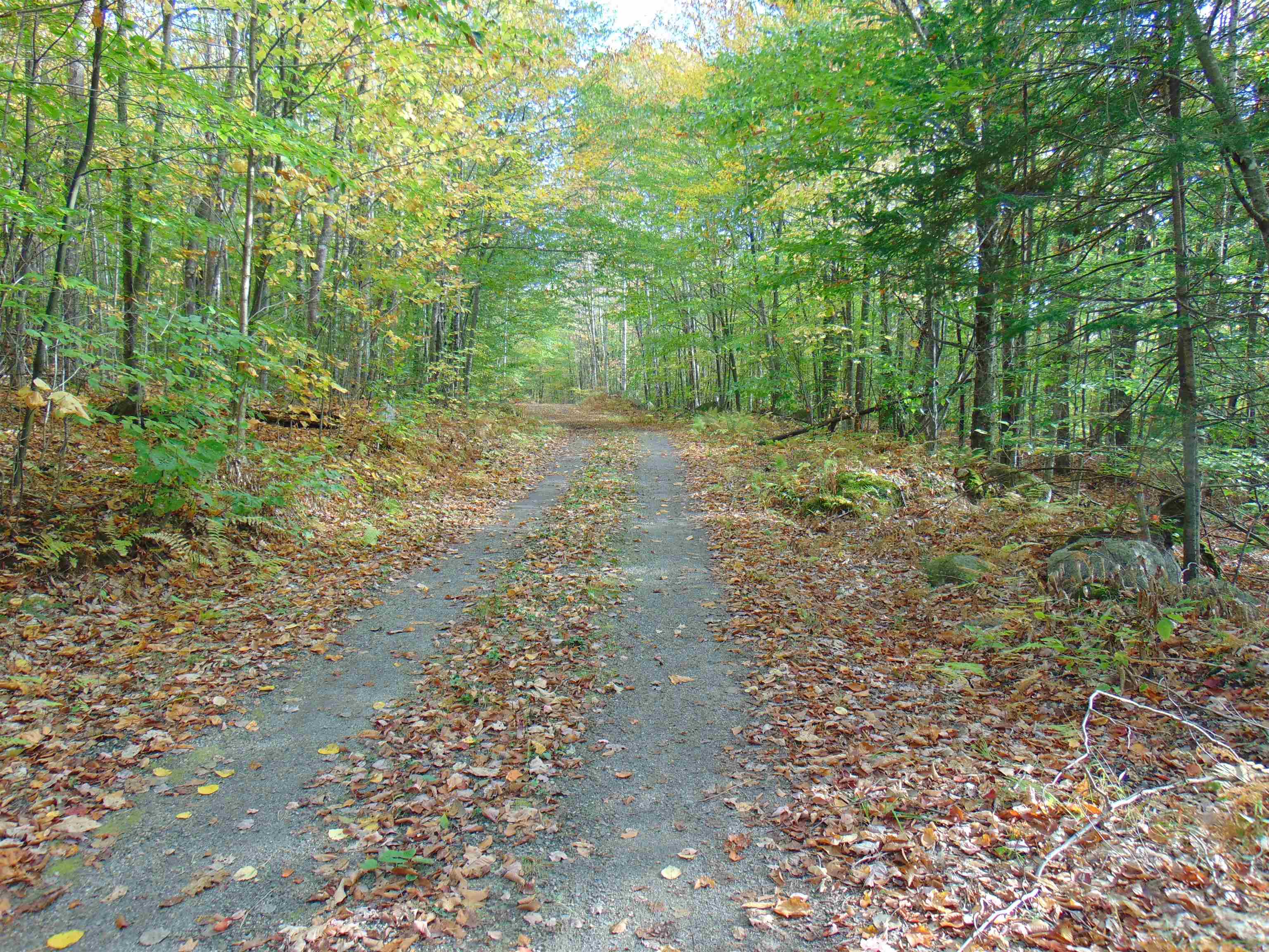 0 Wilderness Road, Unit 2 25 ACRES Lunenburg, VT 05906 - Photo 7 of 16