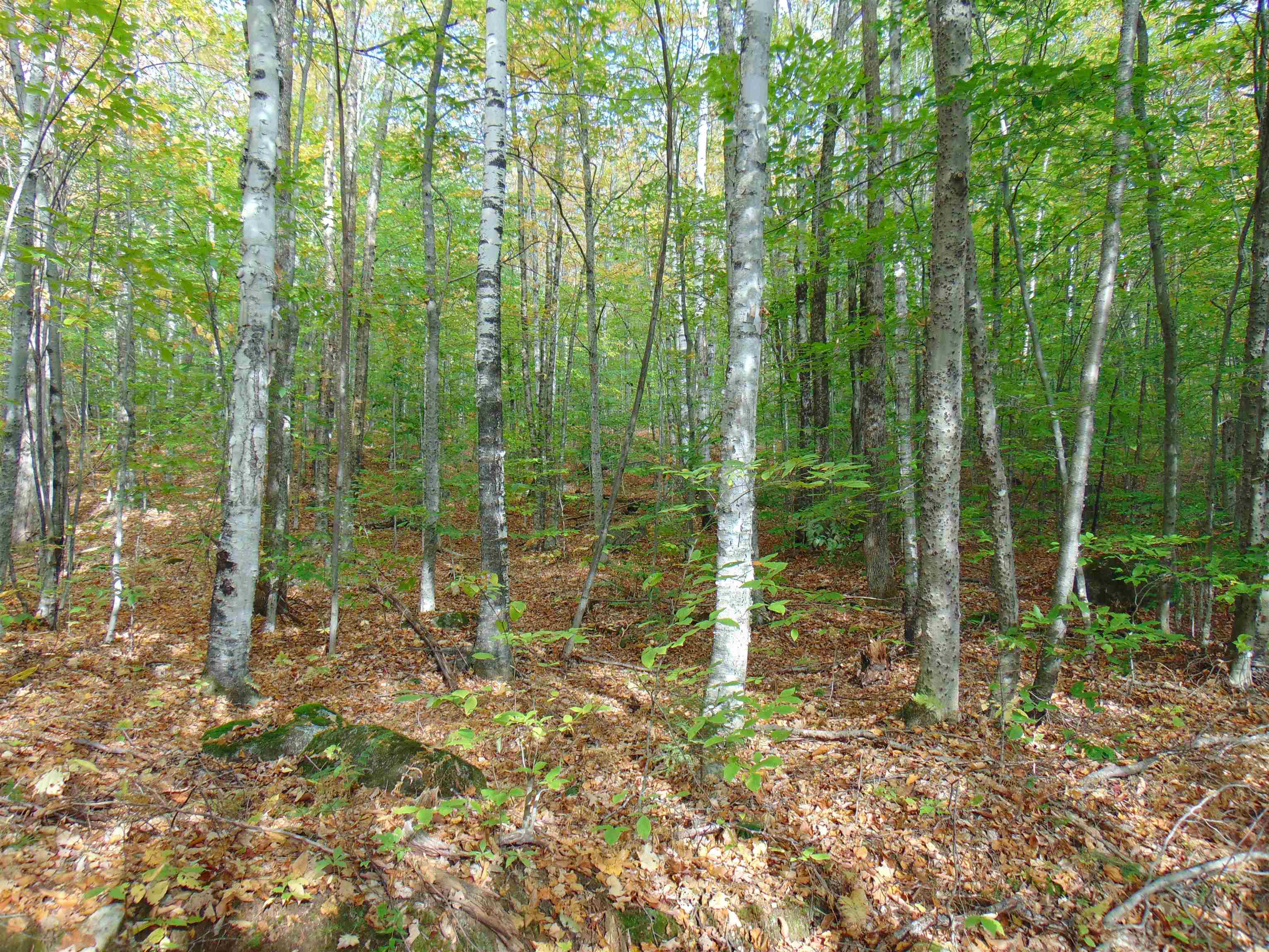 0 Wilderness Road, Unit 2 25 ACRES Lunenburg, VT 05906 - Photo 8 of 16