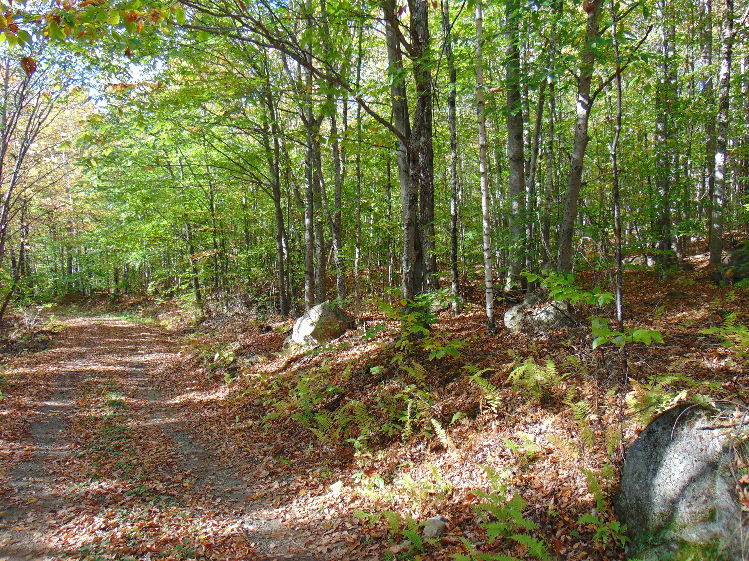 0 Wilderness Road, Unit 2 25 ACRES Lunenburg, VT 05906 - Photo 10 of 16