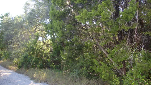 a view of a lake from a forest