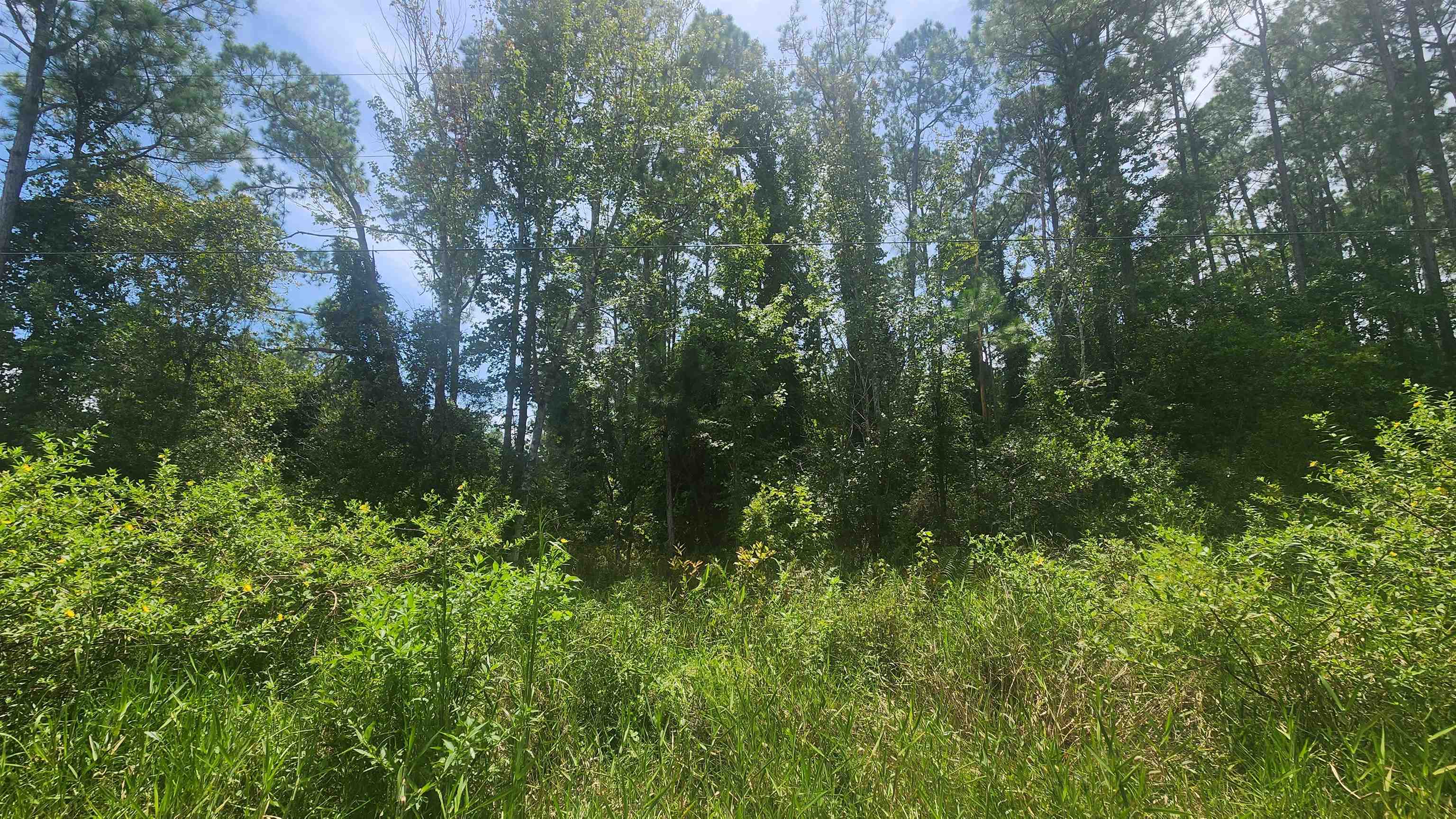 233 Rosewood Street Georgetown, FL 32139 - Photo 1 of 5