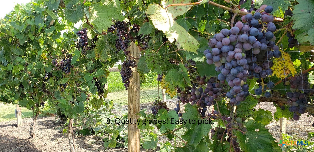 847 Oliver Road Victoria, TX 77904 - Photo 2 of 47 Delicious grapes from the vineyard