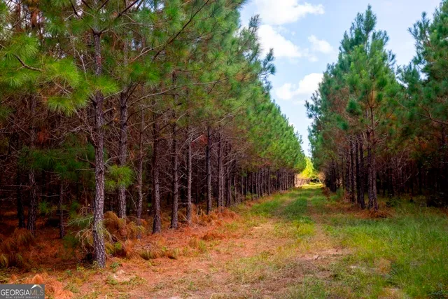 a view of backyard with tree