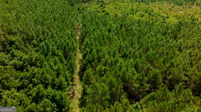 a view of a lush green space