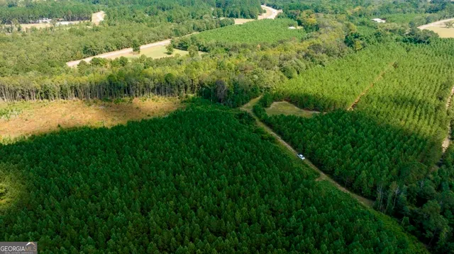 a view of a lush green forest with lawn chairs and plants