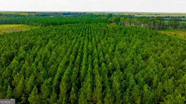 a view of a lush green space
