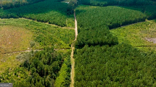 a view of a garden with a tree