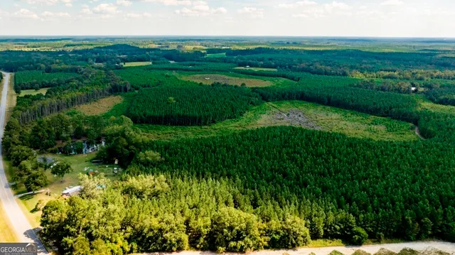 a view of a green field with plants and large trees