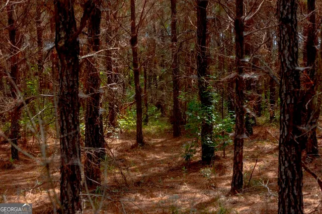 a view of a forest with trees