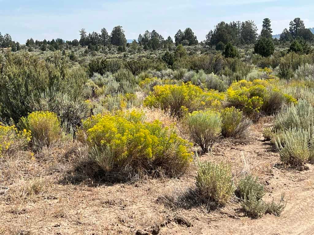Yellow Jacket Springs Road, Unit 1200 Beatty, OR 97621 - Photo 13 of 32 IMG_6620