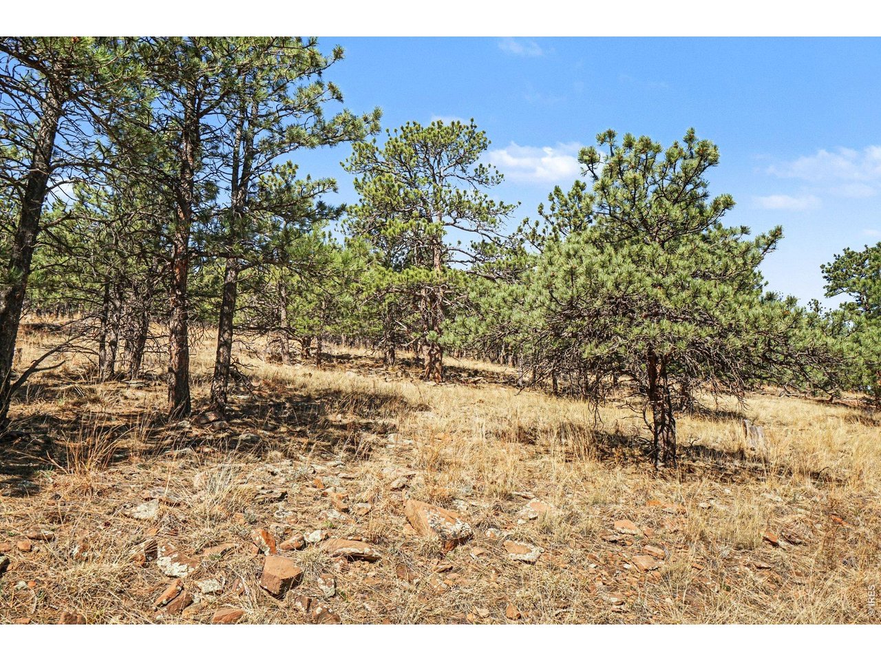 0 Rainbow Lane Berthoud, CO 80513 - Photo 9 of 14 a backyard of a house with a tree