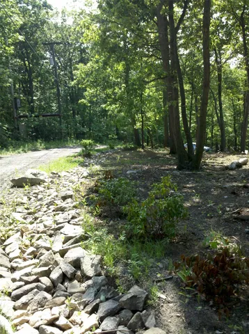 a view of a forest with trees