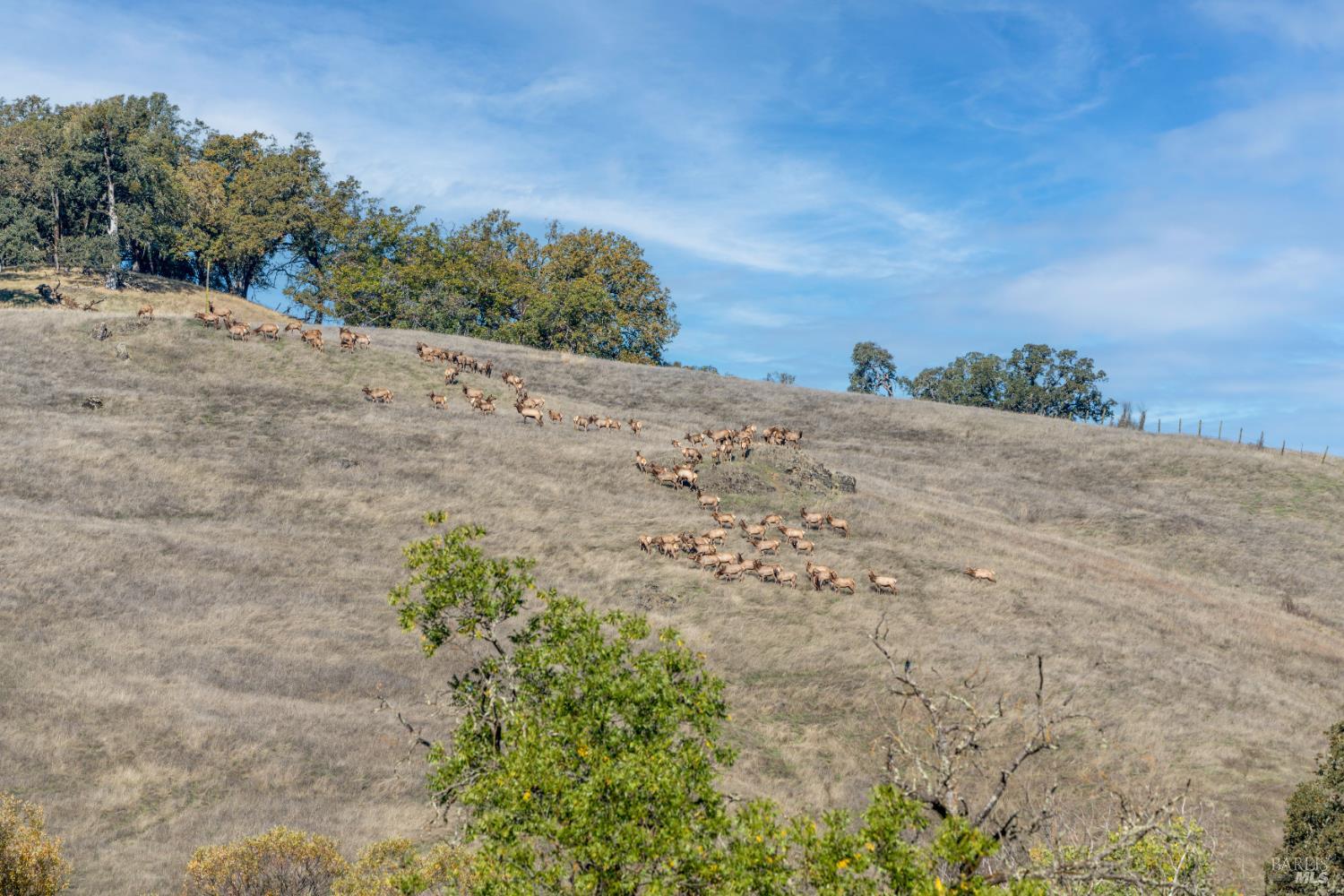 7420 Eastside Potter Valley Road Ukiah, CA 95482 - Photo 44 of 47 On occasion you will see the wild Elk nearby.
