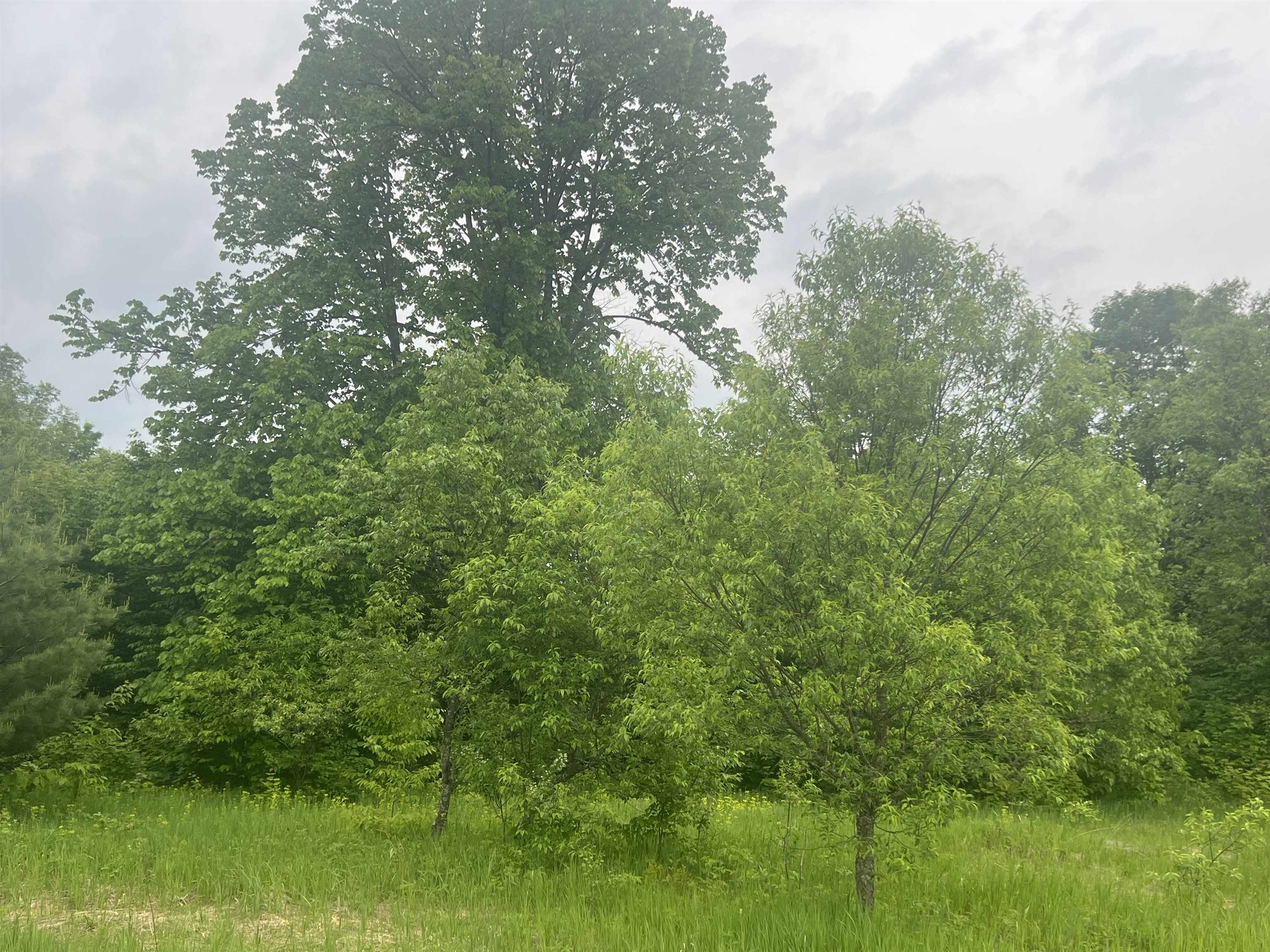 0 Wood Road Northeast Mancelona, MI 49659 - Photo 3 of 7