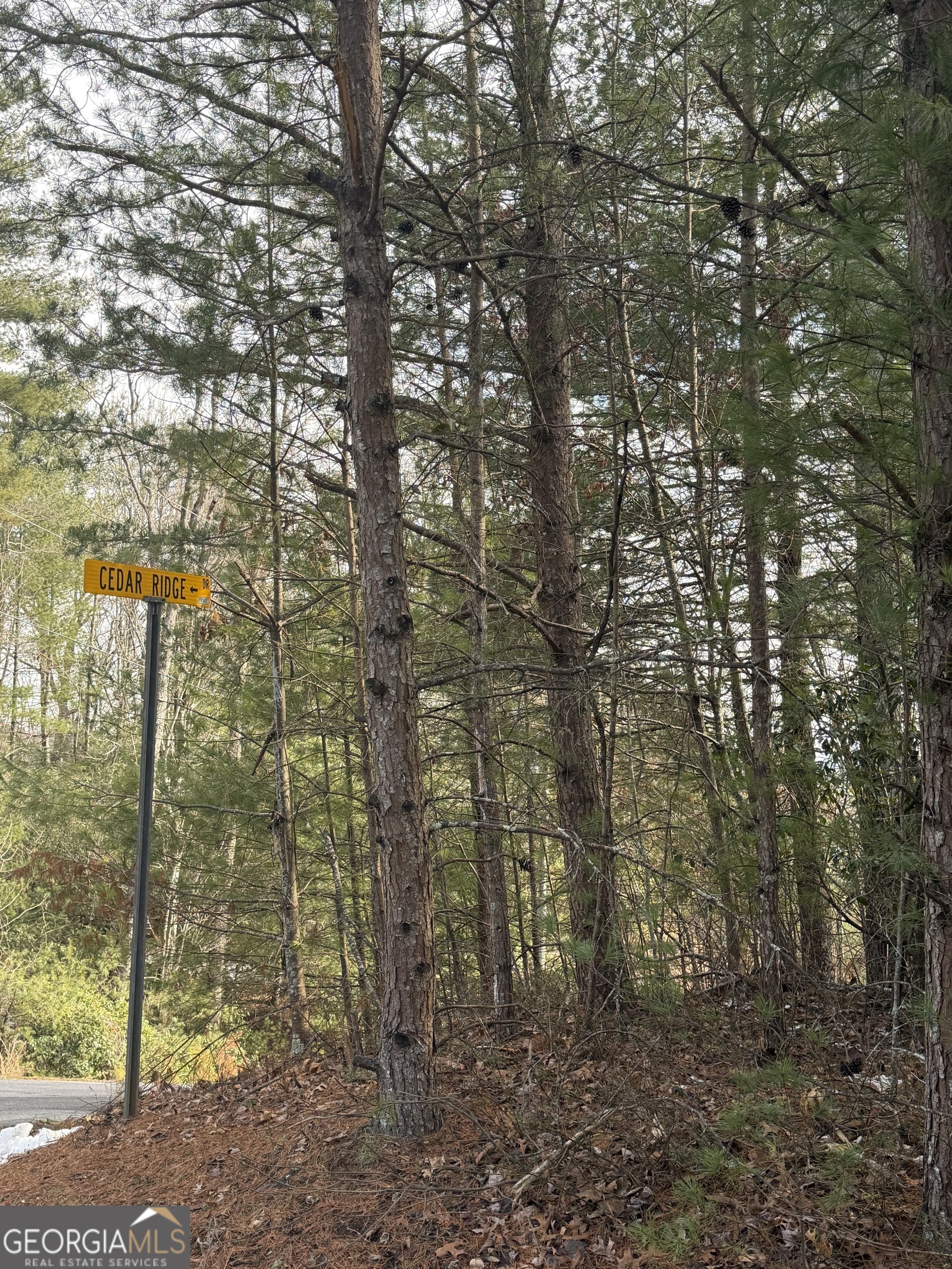 0 Cedar Ridge Drive Clayton, GA 30525 - Photo 3 of 6 a view of a forest with large trees
