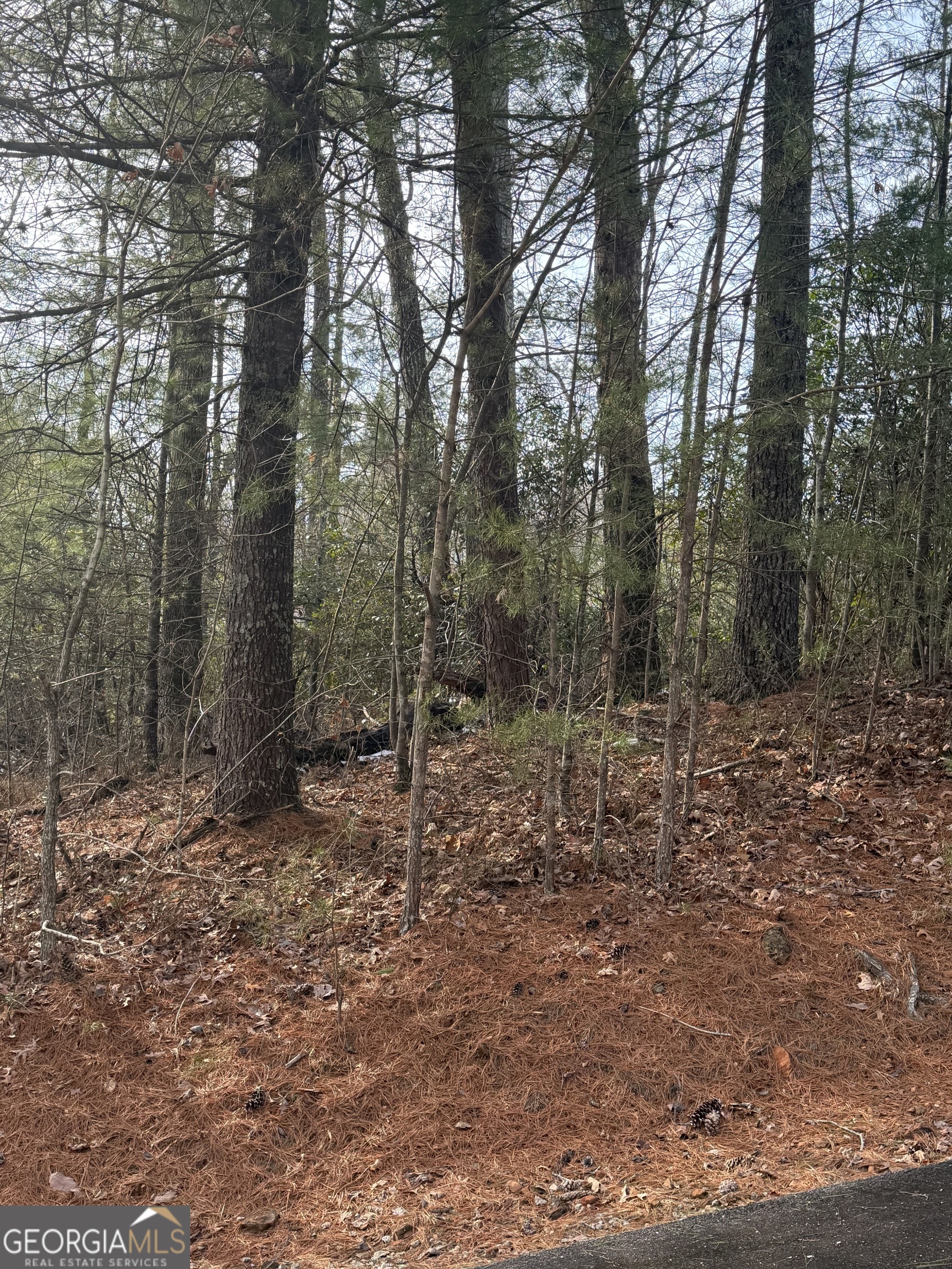 0 Cedar Ridge Drive Clayton, GA 30525 - Photo 4 of 6 a view of a forest with trees in the background