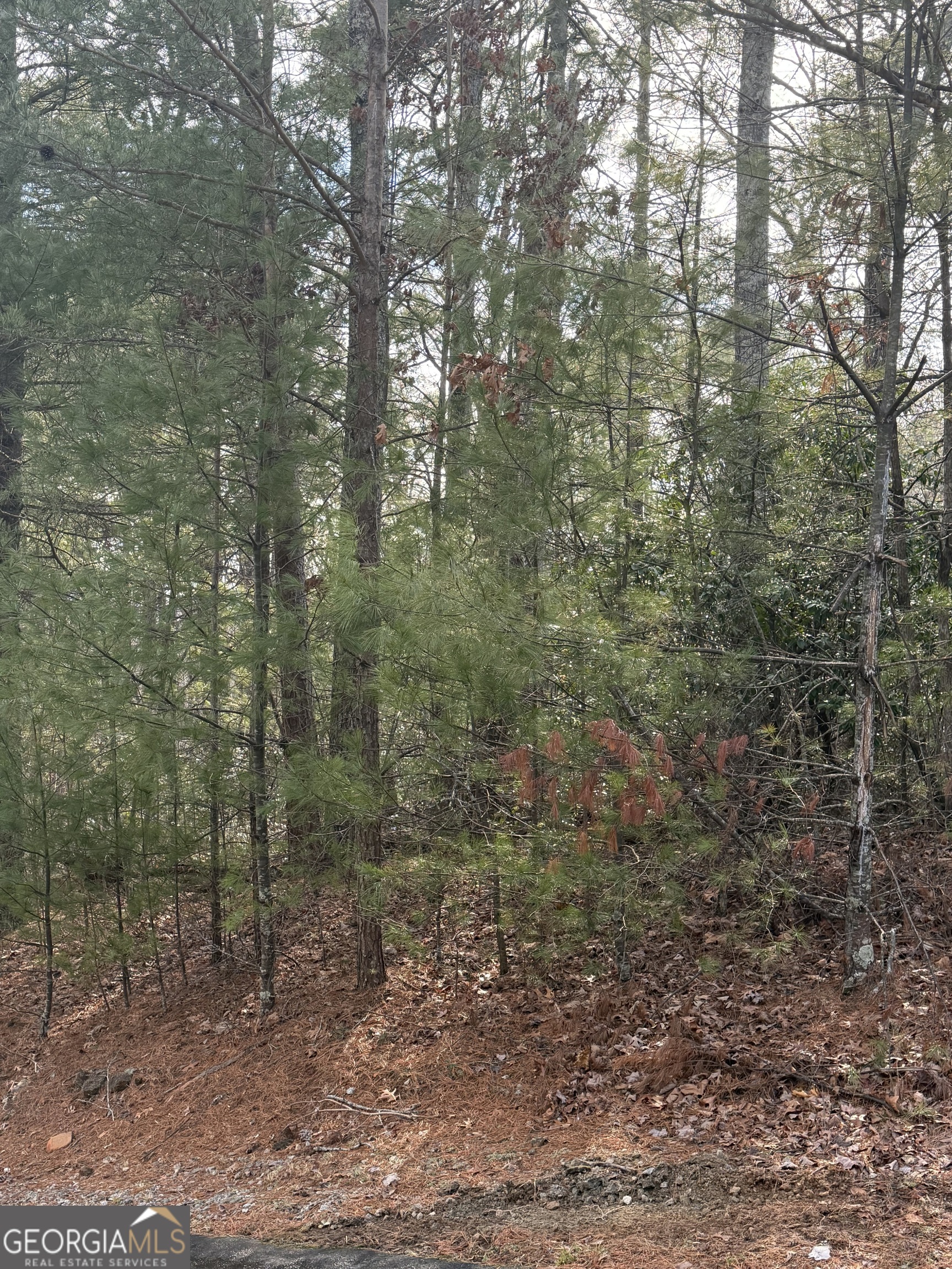 0 Cedar Ridge Drive Clayton, GA 30525 - Photo 6 of 6 a view of a forest with trees in the background